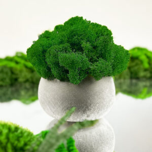 Doniczka SMOOTH MOSS SOLO 10 cm z betonu architektonicznego z mchem chrobotkowym ciemnozielonym