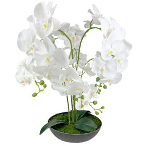 Orchidea 60 cm PREMIUM w misie z żywym mchem płaskim ciemnozielonym