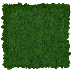 Panel z mchu chrobotkowego 40 cm x 40 cm ciemny zielony