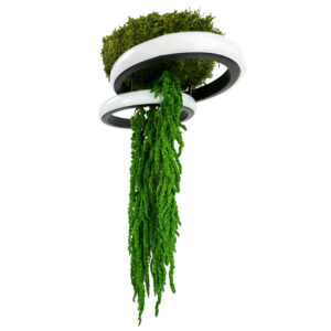 Lampa wisząca AURORA MOSS 18W z mchem płaskim i amarantusem