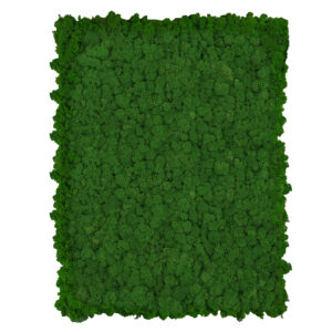 Panel z mchu chrobotkowego PREMIUM 75 cm x 50 cm ciemny zielony