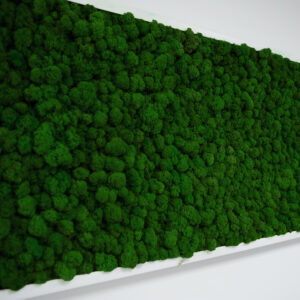 Panel z mchu chrobotkowego PREMIUM 100 cm x 50 cm ciemny zielony