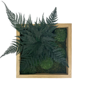 Obraz z mchu i roślin stabilizowanych 27cm x 27cm w ramie dąb