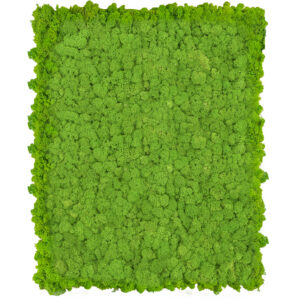 Panel z mchu chrobotkowego PREMIUM 75 cm x 50 cm jasny zielony