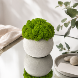 Doniczka SMOOTH MOSS VIVA 12 cm z betonu architektonicznego z mchem chrobotkowym jasnozielonym